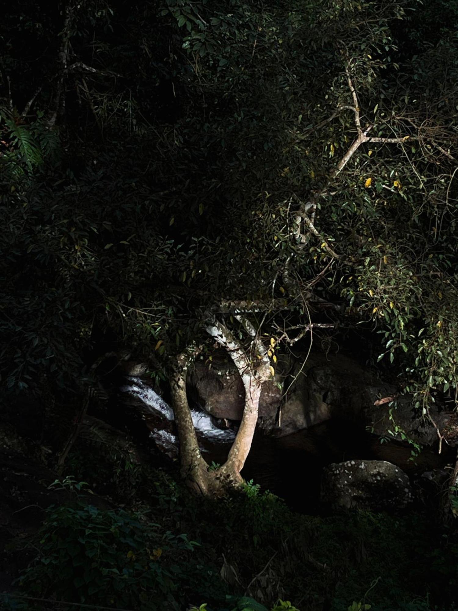 Mahout Resort Wayanad - An Experiential Jungle Stay With Waterfall 칼파타 외부 사진